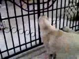 kangal