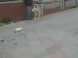 kedinin yıkıldıgı an :)
