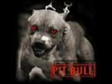 pitbull