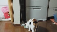 Salatalıktan Korkan Kedi