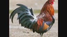 Horoz Şarkısı ve Gülen Bebek (çocuklar için).MPG