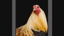 Horoz Şarkısı ve Gülen Bebek (çocuklar için).MPG