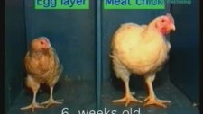Broiler Tavuklar Nasıl Yetistirilir?