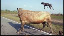 2 Pitbul ve 1 boğanın dövüşü.