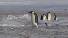 Penguenlerin Ayakta Kalma Mücadelesi Güldürüyor