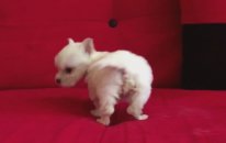 Satılık West Highland White Terrier