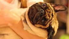 Pug'ların Dünyanın En Muhteşem Köpekleri Olduklarının Kanıtı