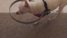 Gözleri Görmeyen Köpeğin Vücuduna Giydirilen Tamponla İlk Deneyimi