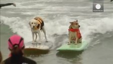 Sörfçü Köpekler San Diego'da Hünerlerini Sergiledi