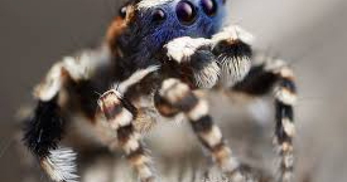 Dünyanın En Sevimli Örümceği