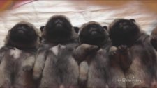Uyuyan Pug Yavruları