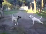 Mütiş Köpek Kavgası