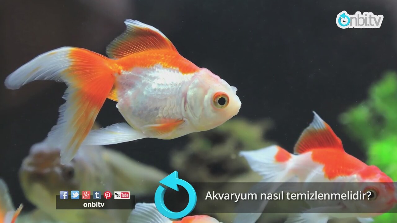 Bulaşıcı olmayan goldfish balığı hastalıkları ve tedavisi yöntemleri Bulaşıcı olmayan goldfish balığı hastalıkları ve tedavisi yöntemleri