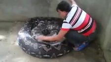 Kedi Sever Gibi Piton Seven Abla