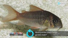 Akvaryumda Çöpçü Balığı Gerekli Midir?