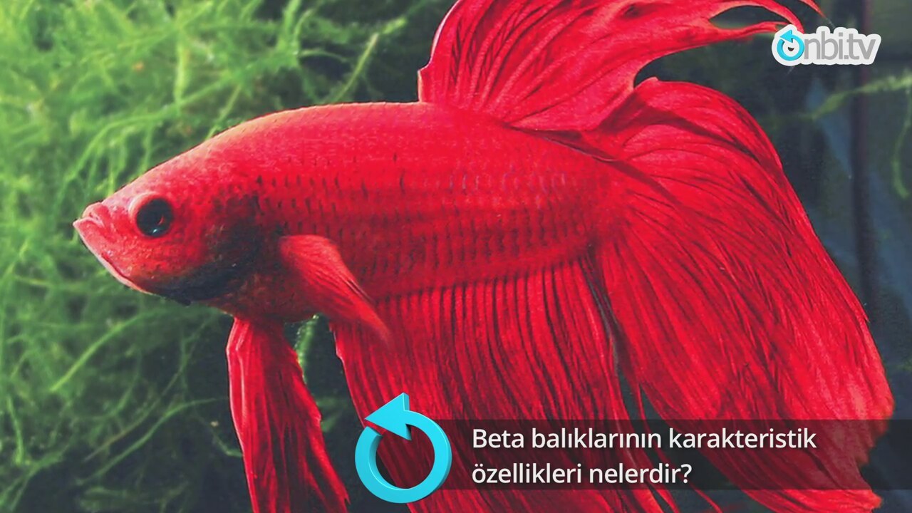 Iyi labirent balık nelerdir Iyi labirent balık nelerdir