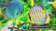 Tatlı Su Akvaryumu İle Deniz Akvaryumu Arasında Ne Fark Vardır?