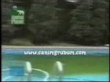 akıllı köpek