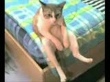 Efkarlı Kedi