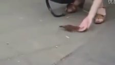 Bu kuşlar hem kendileri hem de sahipleri için ekmek parası kazanıyorlar