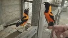 Kız Kuş İçin Mutlu Yıllar Şarkısı İle Birbirine Diss Atan Turpial Kuşu