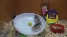 İki Hamsters Bir Tekerlekte Oynamaz