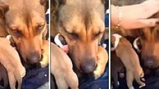 Yavrularının Kurtarılmasıyla Göz Yaşlarına Hakim Olamayan Köpek