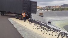 Baraja 96 Milyon Plastik Top Atmak