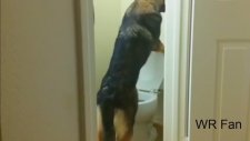 Tuvalete Çişini Yapan Köpek