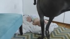 Köpeğe Patronun Kim Olduğunu Öğreten Bebek