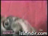 bu kedi ne yapmaya çalışıyor:)