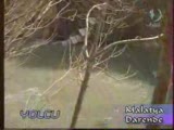 Darende Hilal Tv 6