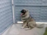 kafkas coban köpegi karabas