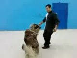 kafkas coban köpegi karabas