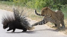 Leoparın Kirpi Avı