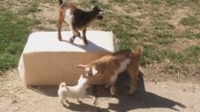 Sevimli Yavru Köpeğin İki Yavru Keçiyle Oynaması
