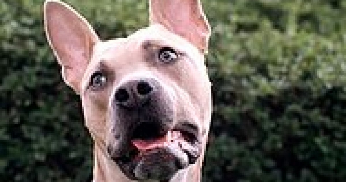Ağır Çekimde Diğer Köpeklerin Havlamalarını Duyan Köpekler