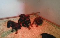 Satılık King Doberman Yavruları