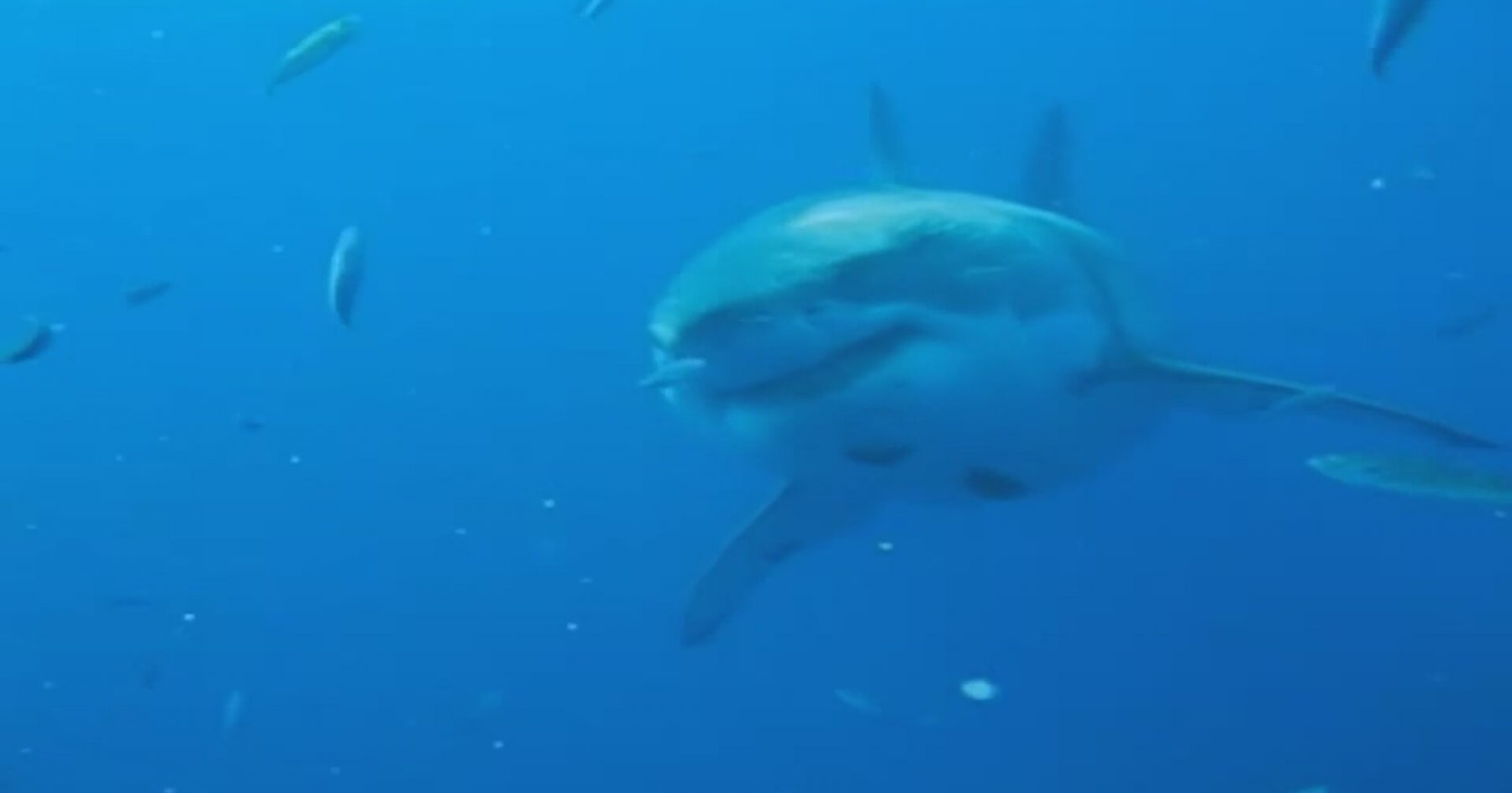 Dünyanın En Büyük Köpek Balığı | İzlesene.com