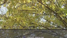 Enstrümantal - Vallahi O Yardır