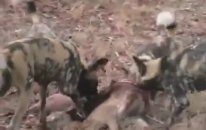 VAHŞİ KÖPEKLER SIRTLANI CANLI YİYORLAR