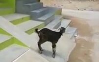 Yavru Keçi Kaymaya Doyamıyor