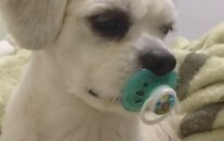 Emzikli Köpek