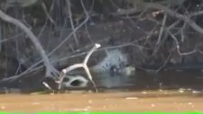 Timsahı Deplasmanda Avlayan Jaguar