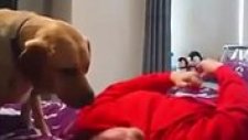 Yılın Köpeği: Nöbet Geçiren Sahibini Yalayarak Hayatta Tutan Kahraman Köpek