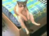 efkarlı kedi
