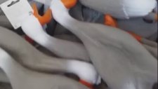 Oyuncak Ördeklerin Yürek Yakan Feryatları