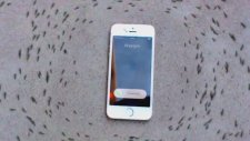 Karıncaların iPhone’a Verdiği Esrarengiz Tepki
