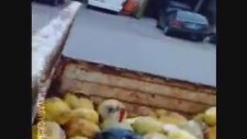 Seyyar Kavuncunun Hezeyanı (küfürlü)
