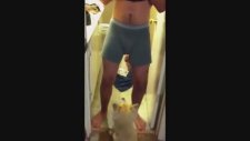 Köpekler & Taşaklar
